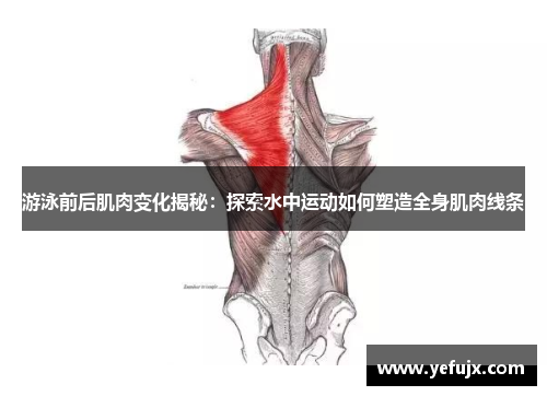 游泳前后肌肉变化揭秘：探索水中运动如何塑造全身肌肉线条
